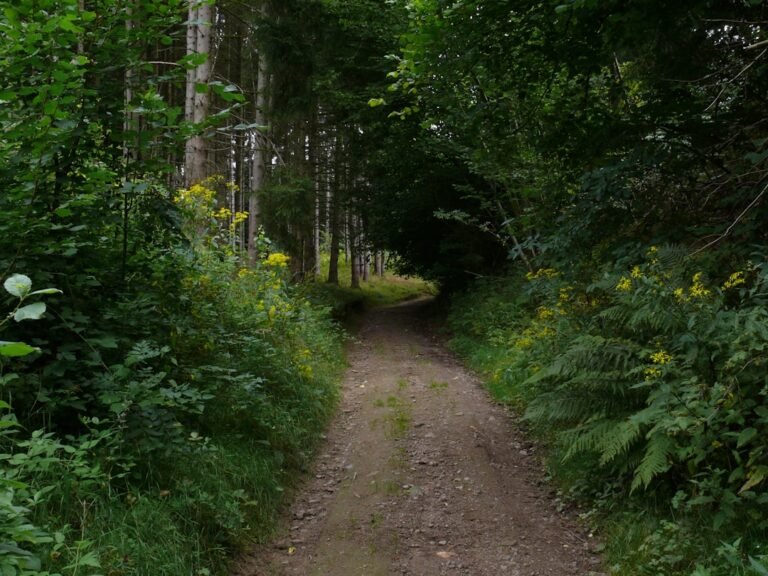 Best Hiking Boots for Women With Wide Feet Under 150