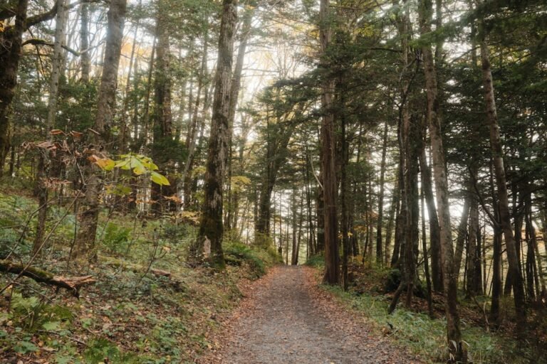 Hiking Boots Women Wide Feet Beginner Friendly