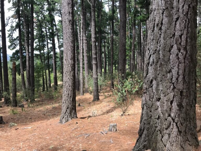 New Balance Hiking Boots Women Wide Feet