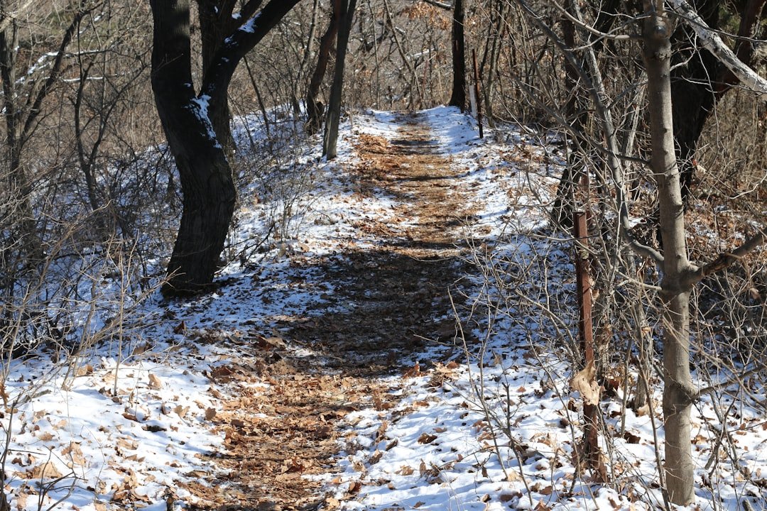 A snowy path winds through a bare forest.