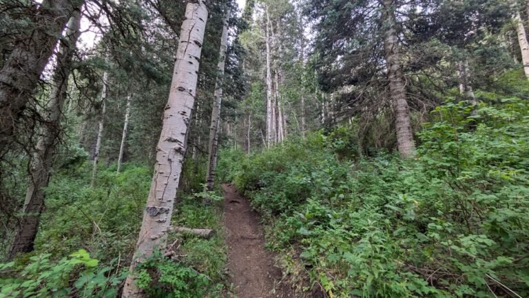 A trail in the woods with lots of trees