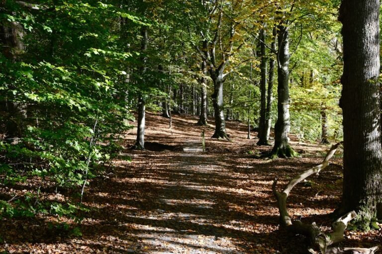 A sun-dappled path through a dense autumn forest.