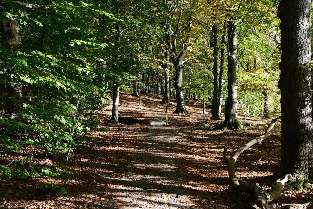 A sun-dappled path through a dense autumn forest.