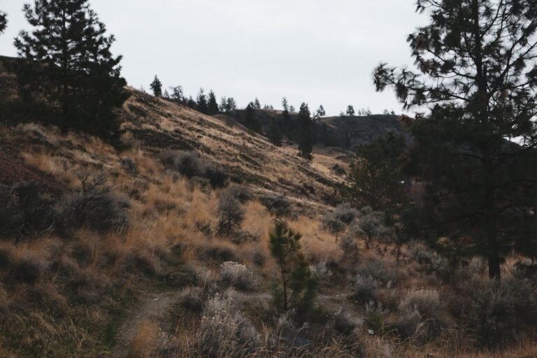 Grassy hillside with scattered pine trees under overcast sky