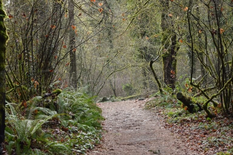 A dirt path winds through a mossy forest