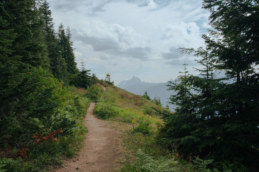 a dirt path in the middle of a forest