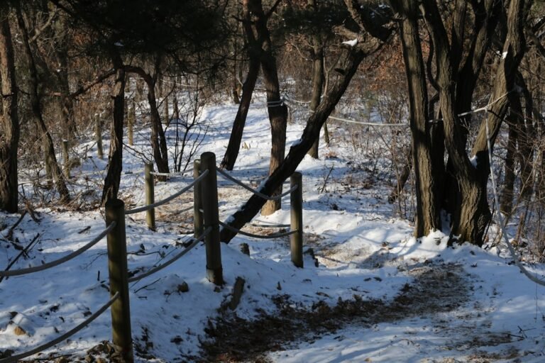 A snowy path winds through a bare winter forest.