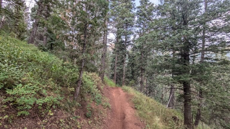 A dirt road in the middle of a forest