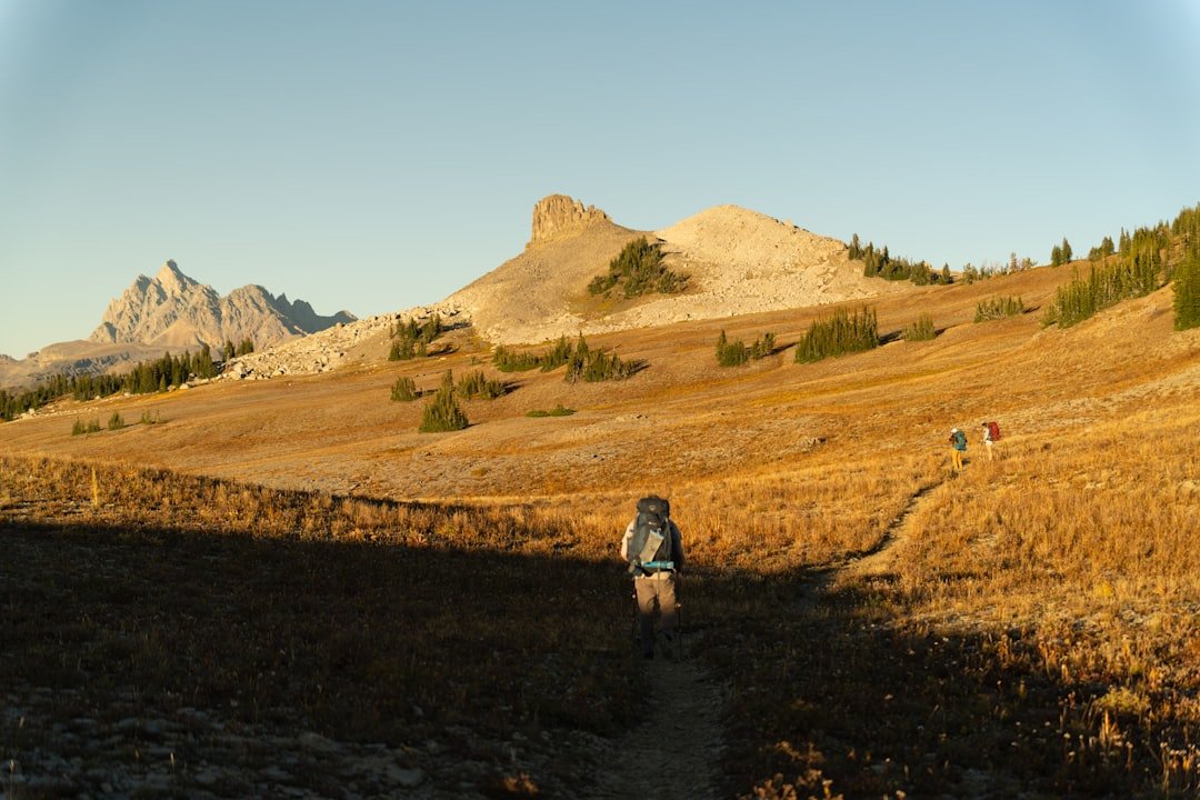 Hiker walks through a golden meadow towards mountains.